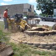 hollow Red Oak stump