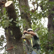 White Oak log falling