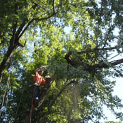 Silver Maple removal