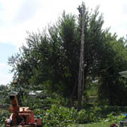 sycamore removal