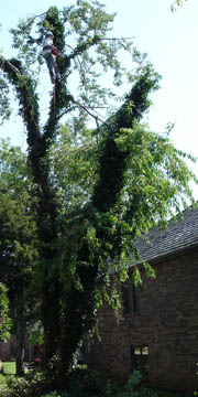 Sectional Cherry removal