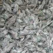Bagworm Infestation