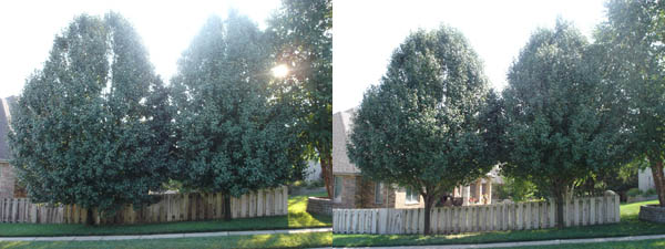 Bradford Pear tree trimming - crown raise