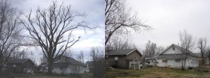 Dead Elm tree over house and garage