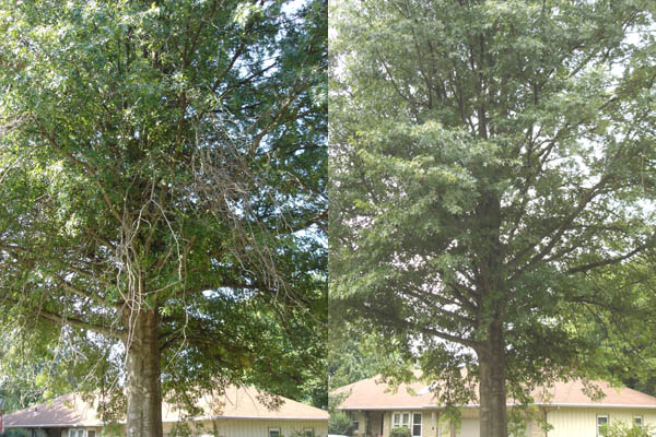 Pin Oak Tree crown cleaning