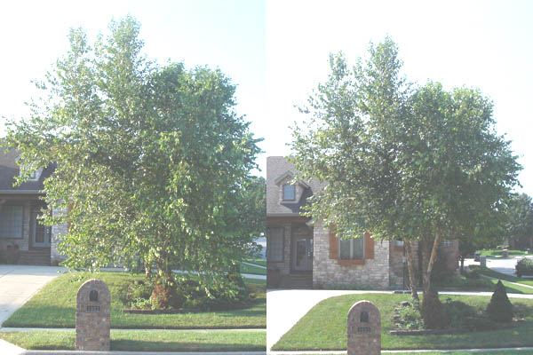 River Birch crown raise before after