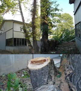 Sycamore Tree leaning over a barn, sycamore tree removal.