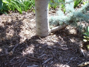 Dwarf Spruce tree planted too deep, no root flare visible. 