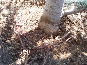 Dwarf Spruce, root bound at planting, girdling roots. 
