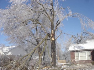 Ice damage, ice breakage, ice storm, trees