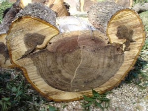 section of lightning struck walnut tree growing rams horns