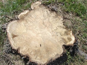 Rotting Silver Maple stump, very little green wood. 