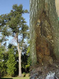 Shingle Oak tree with large decayed canker in back. 