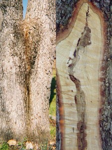 Giant White Oak tree, co-dominant leads split. 