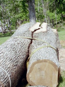 White Oak tree strapped for felling, separated on impact.